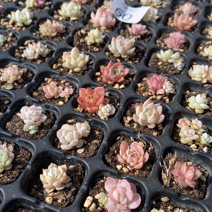 60 多肉植物盆栽花卉