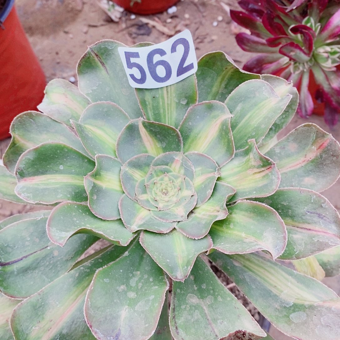 暴君开播福利562