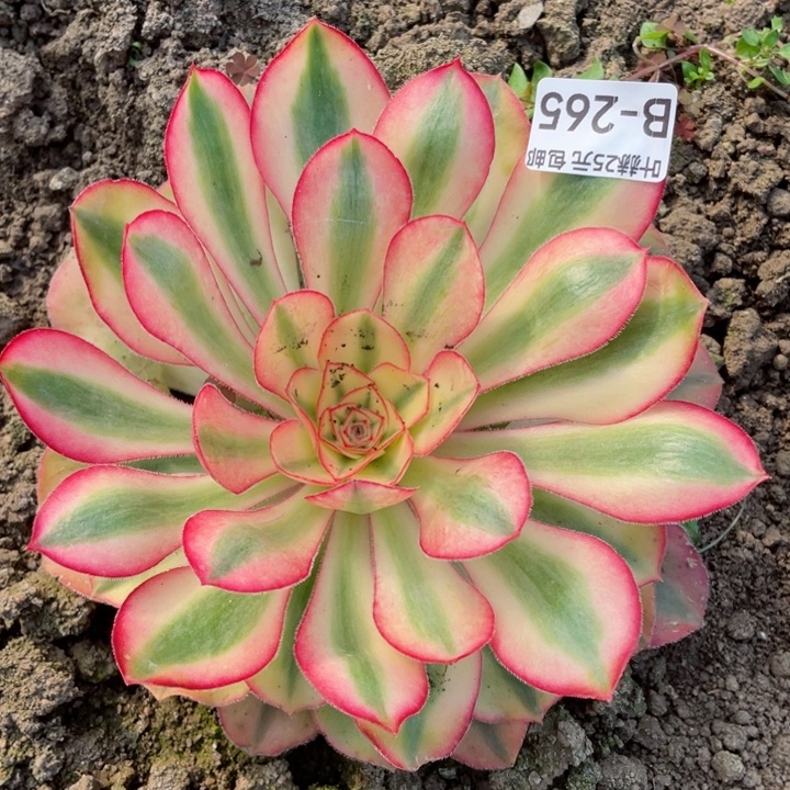 265爱丽思寄养多肉12345678