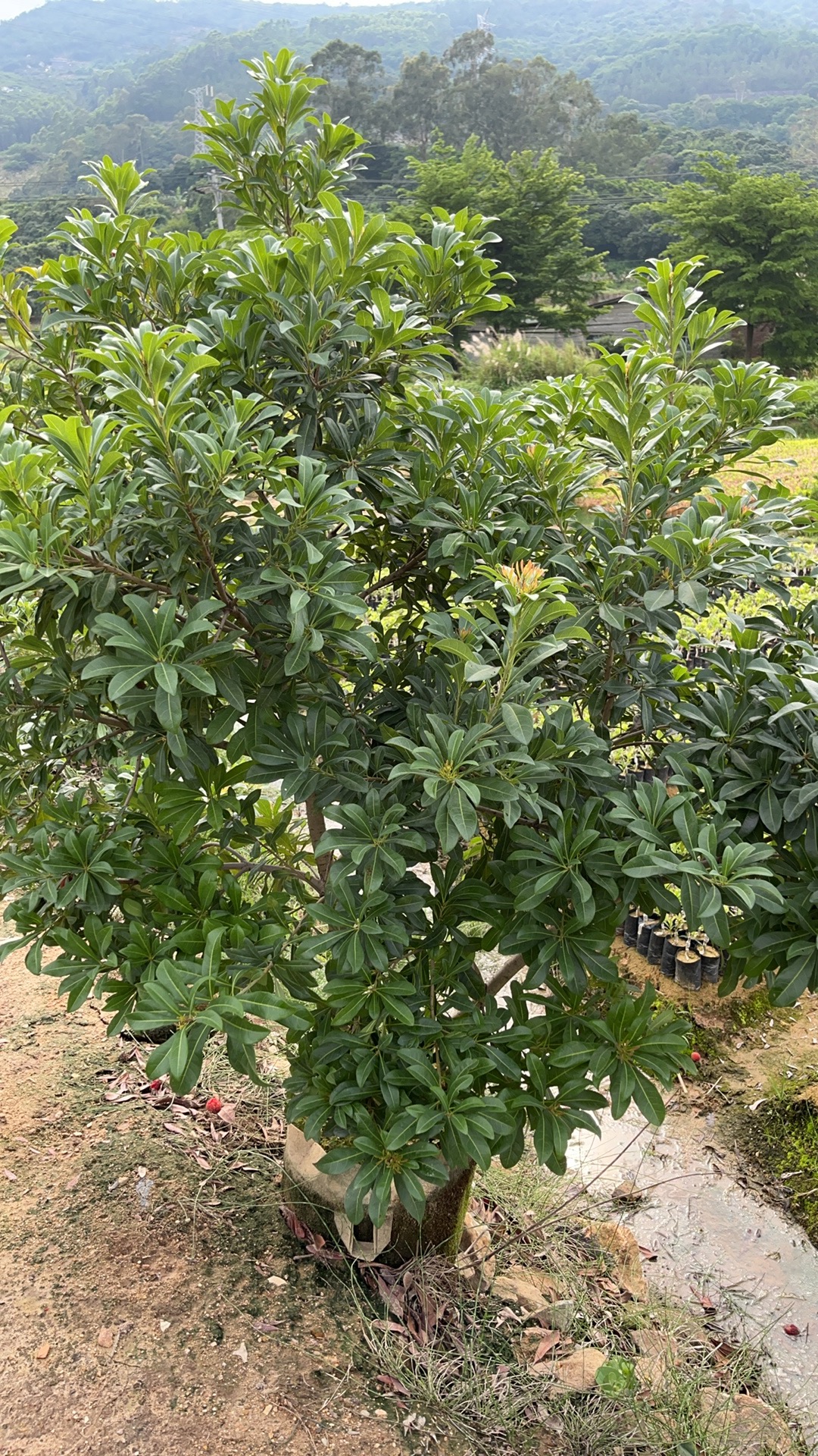 正宗嫁接杨梅树可盆栽可地栽