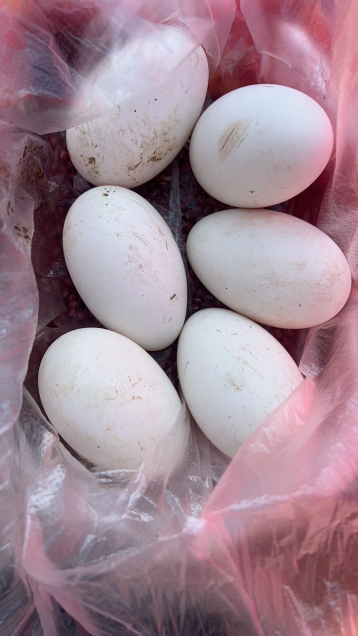 【云南农家鹅蛋】单枚110g以上优质精选新鲜鹅蛋孕妇食品老鹅蛋