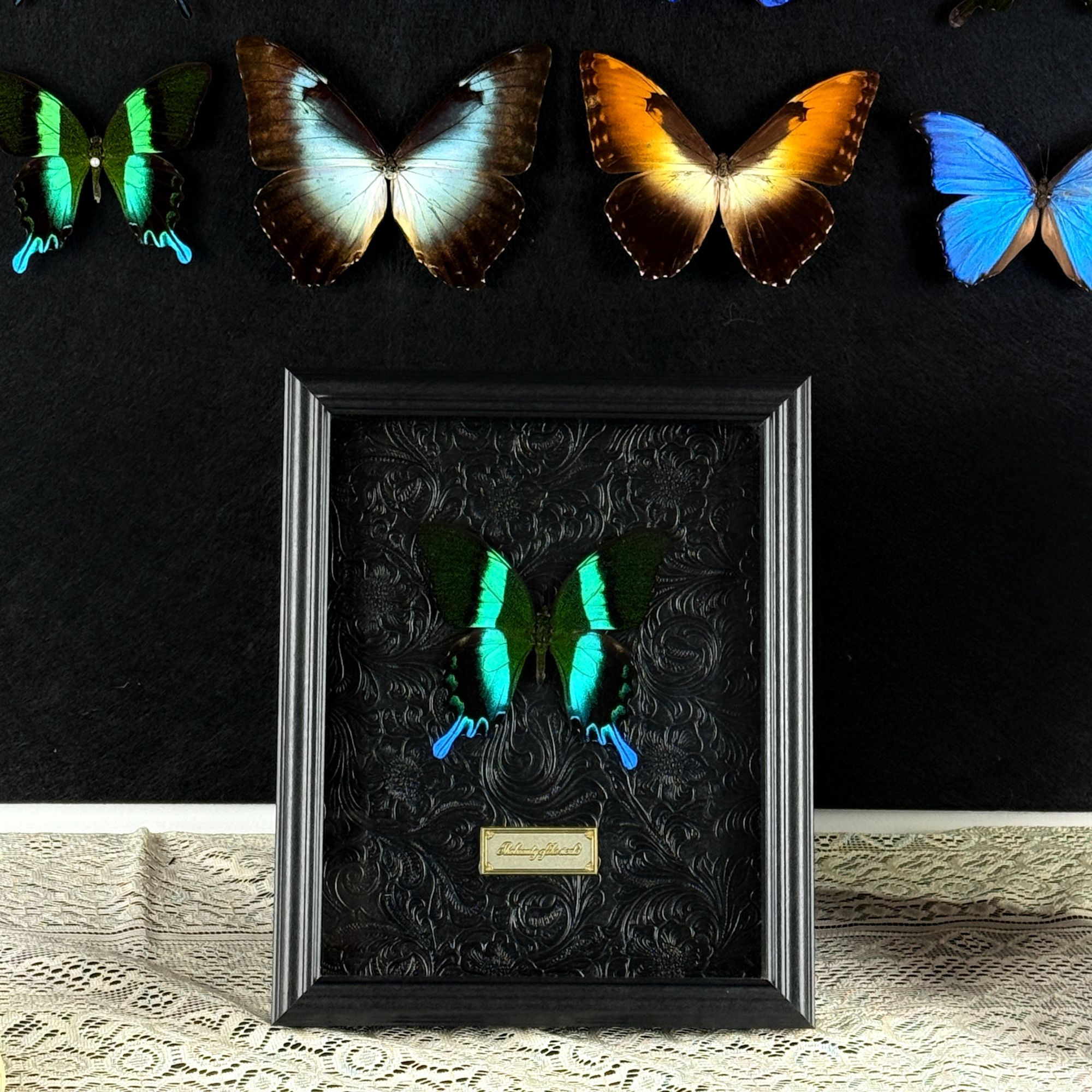 爱神凤蝶A1真蝴蝶标本装饰画【背景可定制】