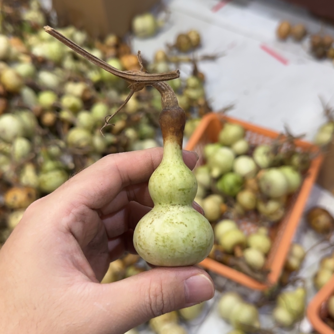 琦***墨葫芦青皮不包成青皮不包成