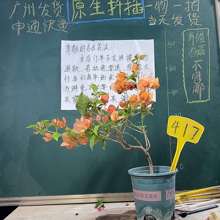 当前无花栽培后可以开花造型 不甜西瓜417