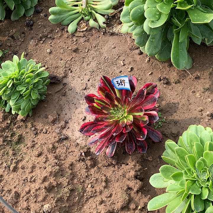 莫兰迪多肉植物359