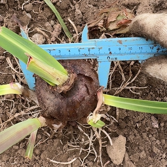 杂交白肋坨坨开花无售后2号