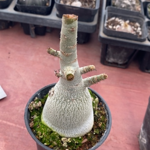 哥斯拉玫瑰4仙人球