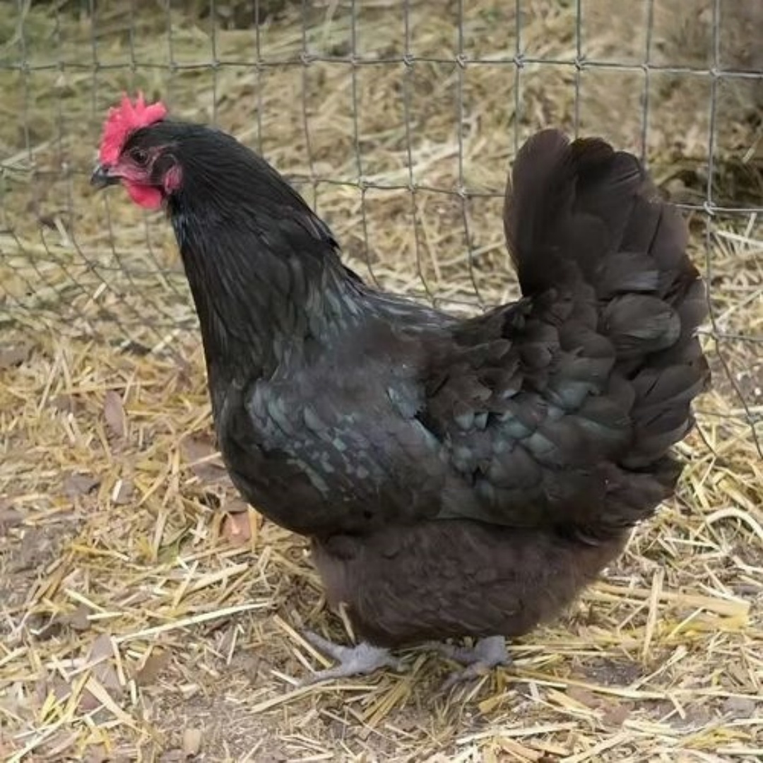 两斤黑凤鸡散养鸡肉质细腻生鲜礼盒【买3只送1只】