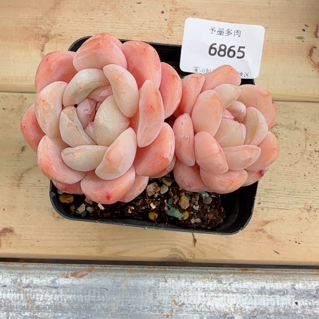 厚梦无砍，6865多肉植物