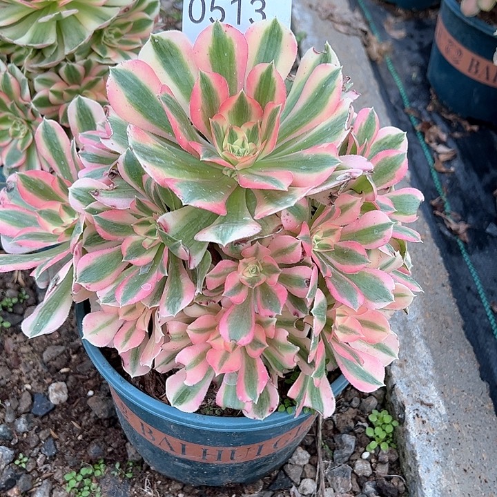 0513女巫多肉植物