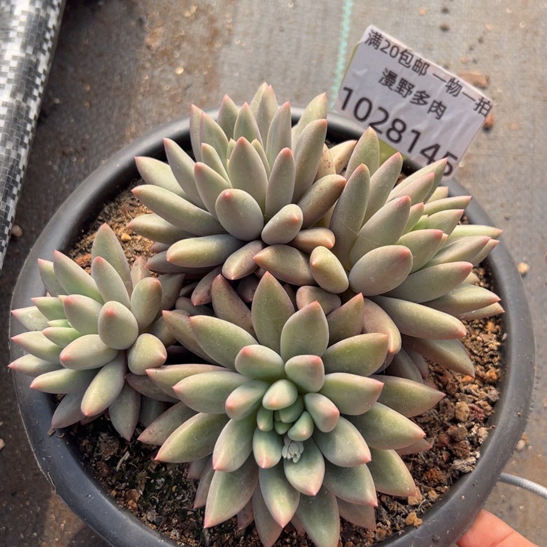 1028145 水晶球美人群黄体