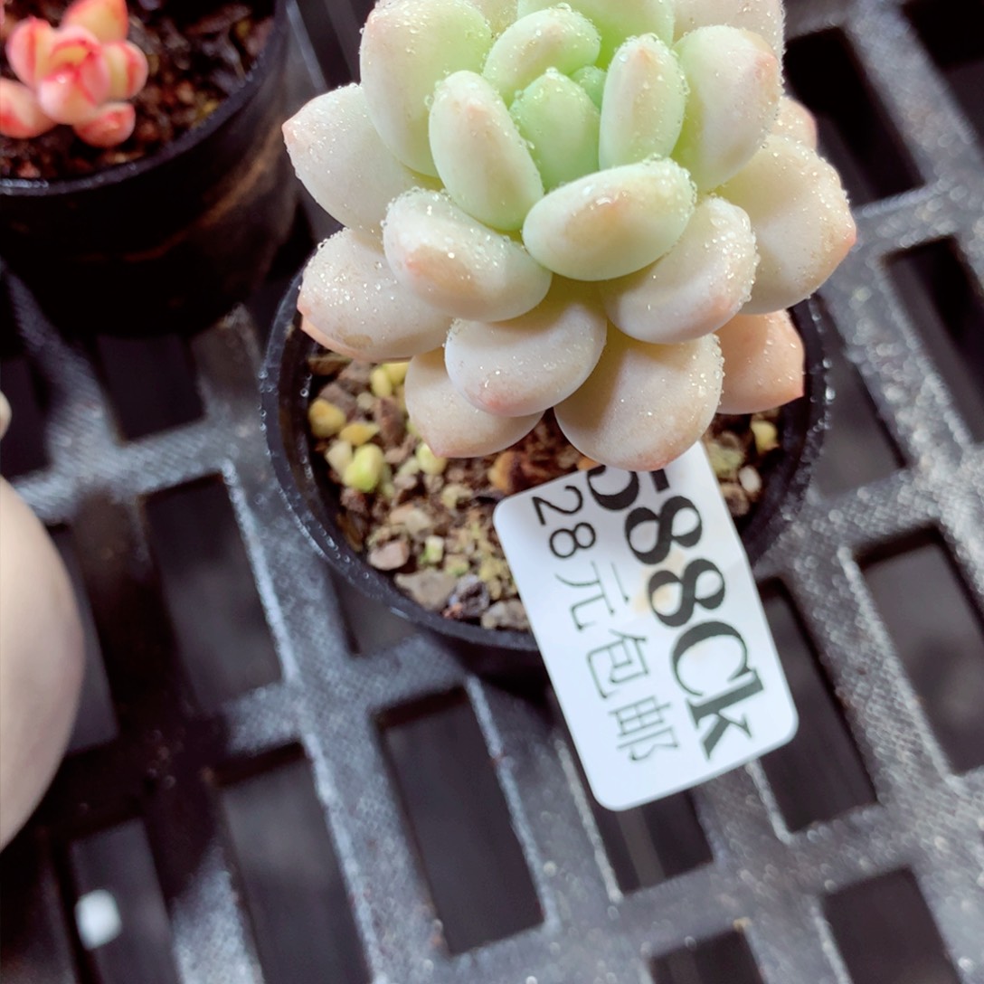 5厘米盆精控多肉588