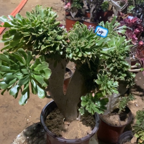 原始绿缀一物一拍