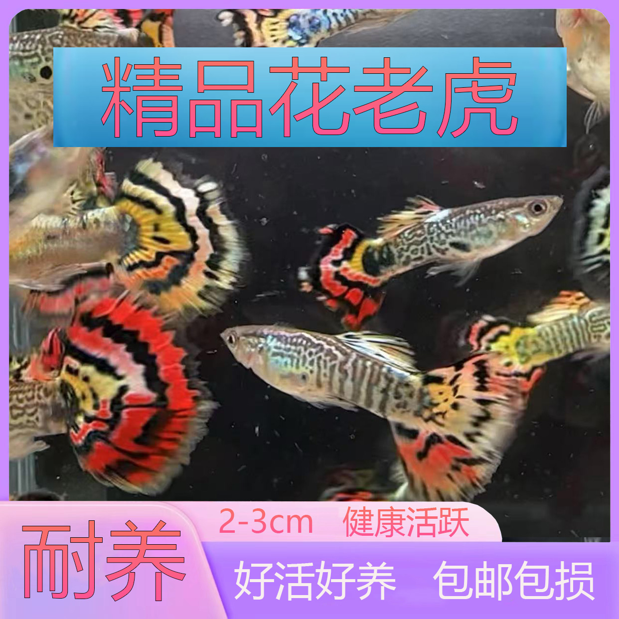 花老虎孔雀鱼热带观赏宠物鱼小型胎生鱼淡水入门稀有孔雀鱼