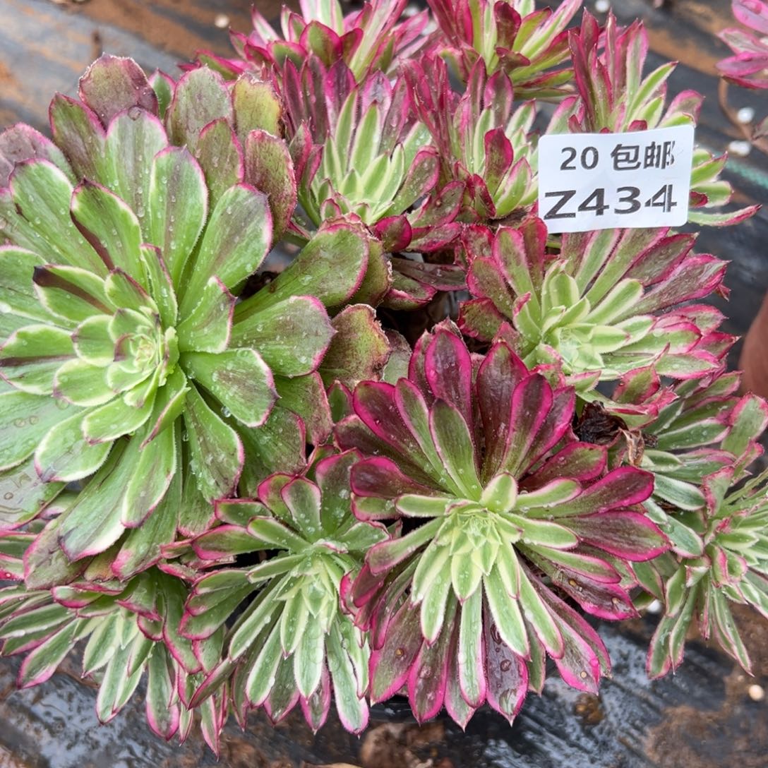 一***子434仙墨，满20包邮嘟叮熊