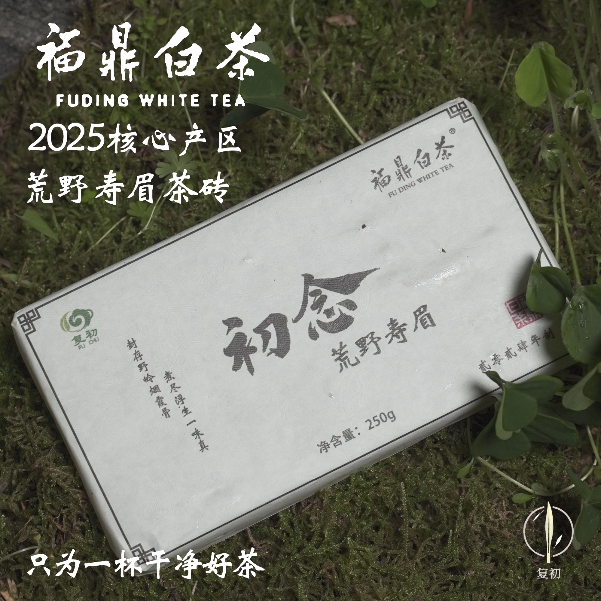 复初【初念】福鼎白茶2024荒野寿眉紧压250g茶砖