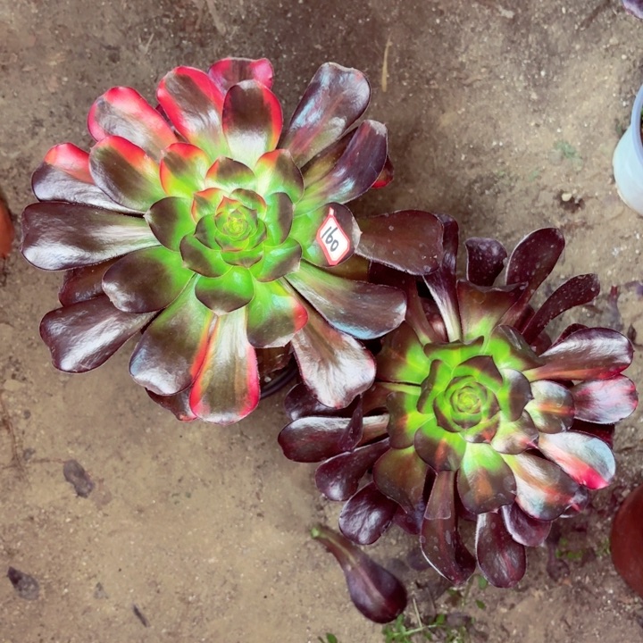 组合两个巫毒法师多肉160