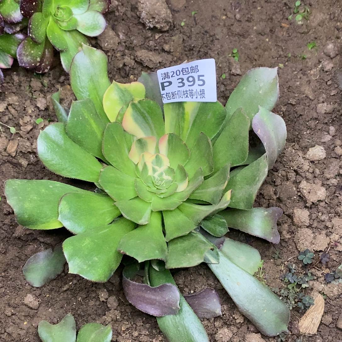 395韶羞七彩多肉