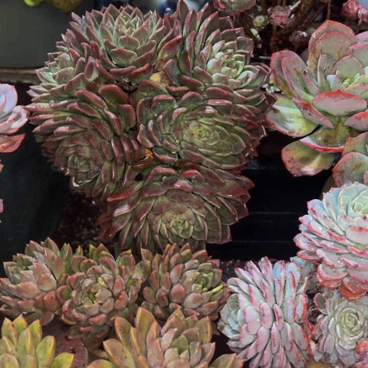 仙***店老桩精品肉肉红鸾带盆