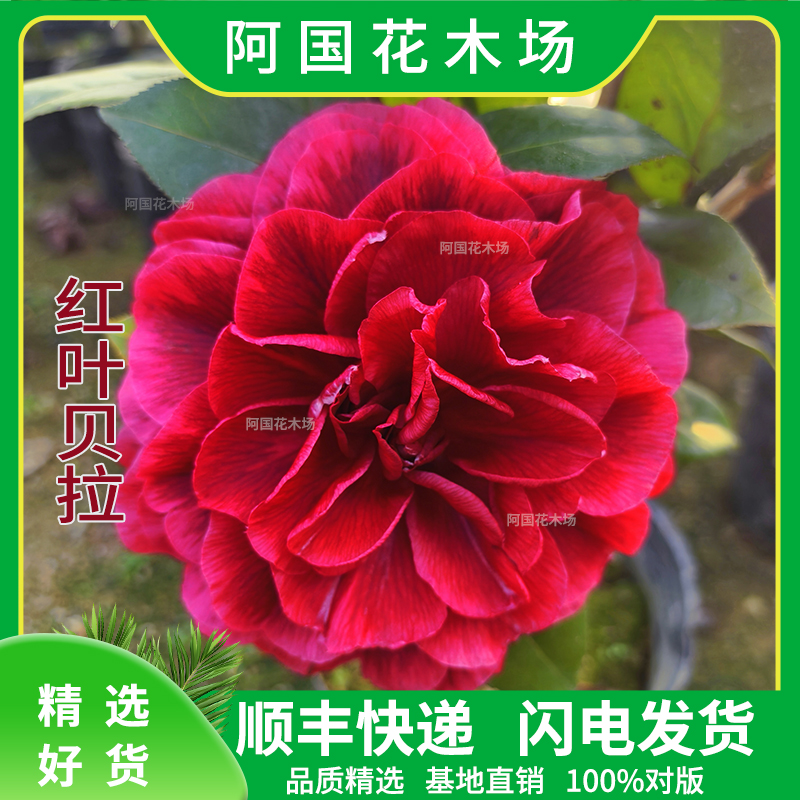 紫叶红叶贝拉茶花盆栽植物巨型大花朵阳台庭院客厅绿植花卉易养活