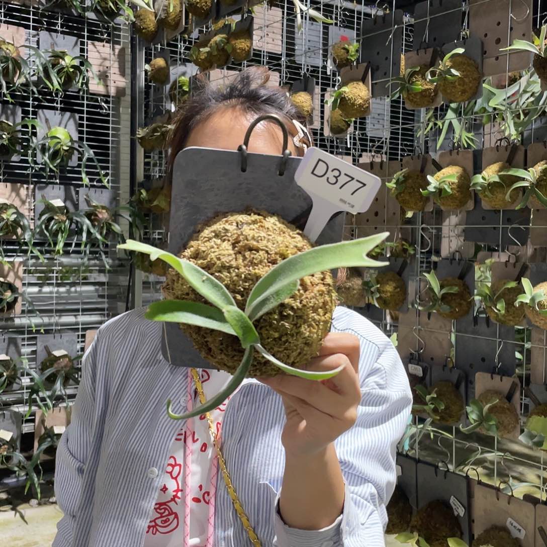 无花朵D377-侏儒hfg孢子苗