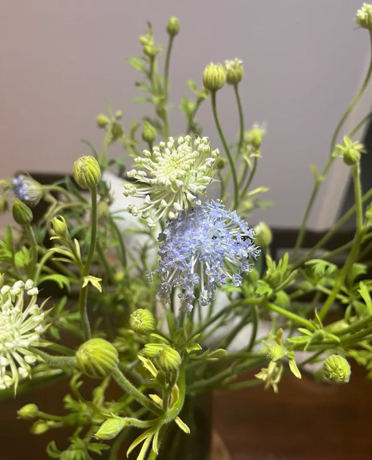 【香羿鲜花】翠珠一扎/全场任意满两单及以上包邮