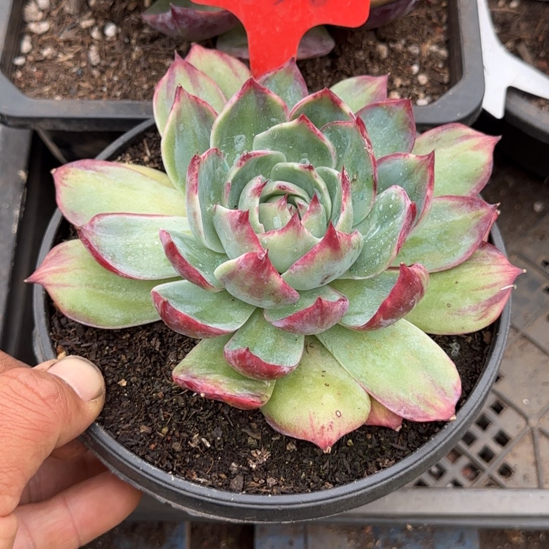 惊鸿一物一拍包装收缩花旱238