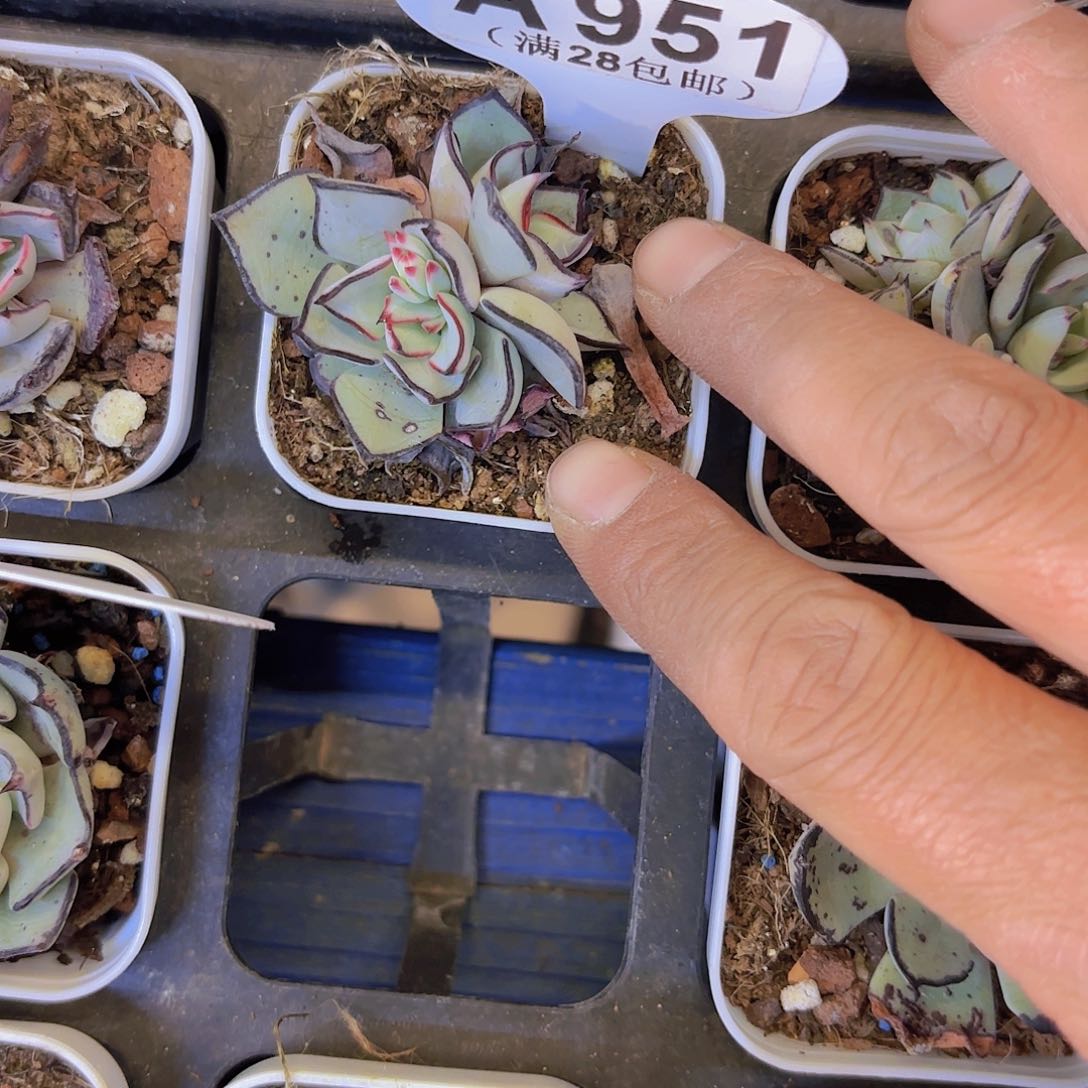 A951诺娃一物一拍