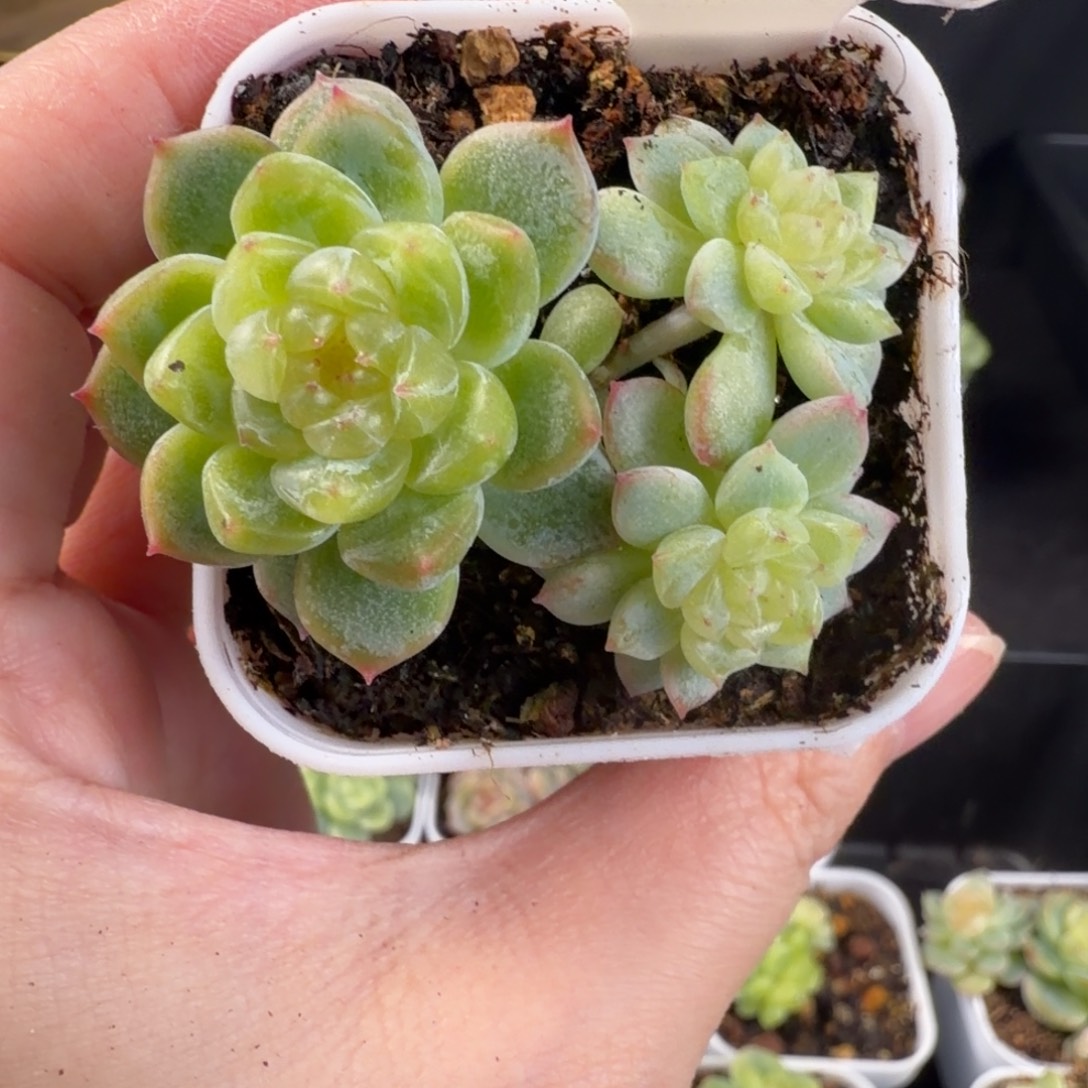 泼天富贵三头群248号