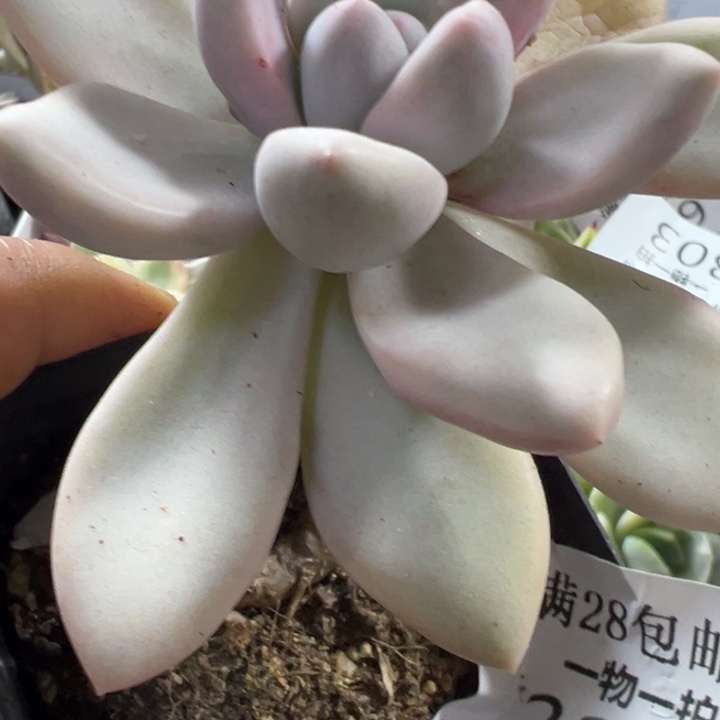 奥普锦多肉植物225