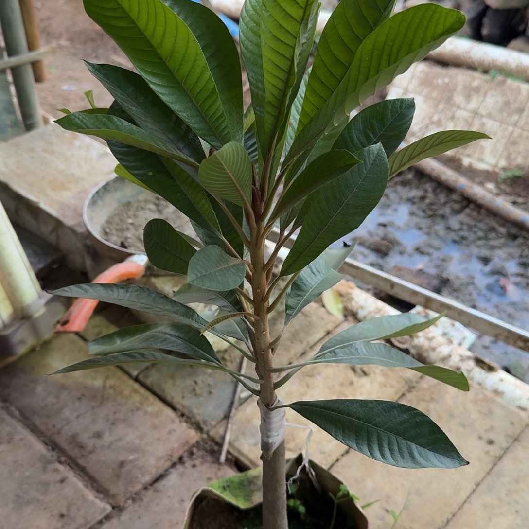 心***站当前无花栽培后可以开花V