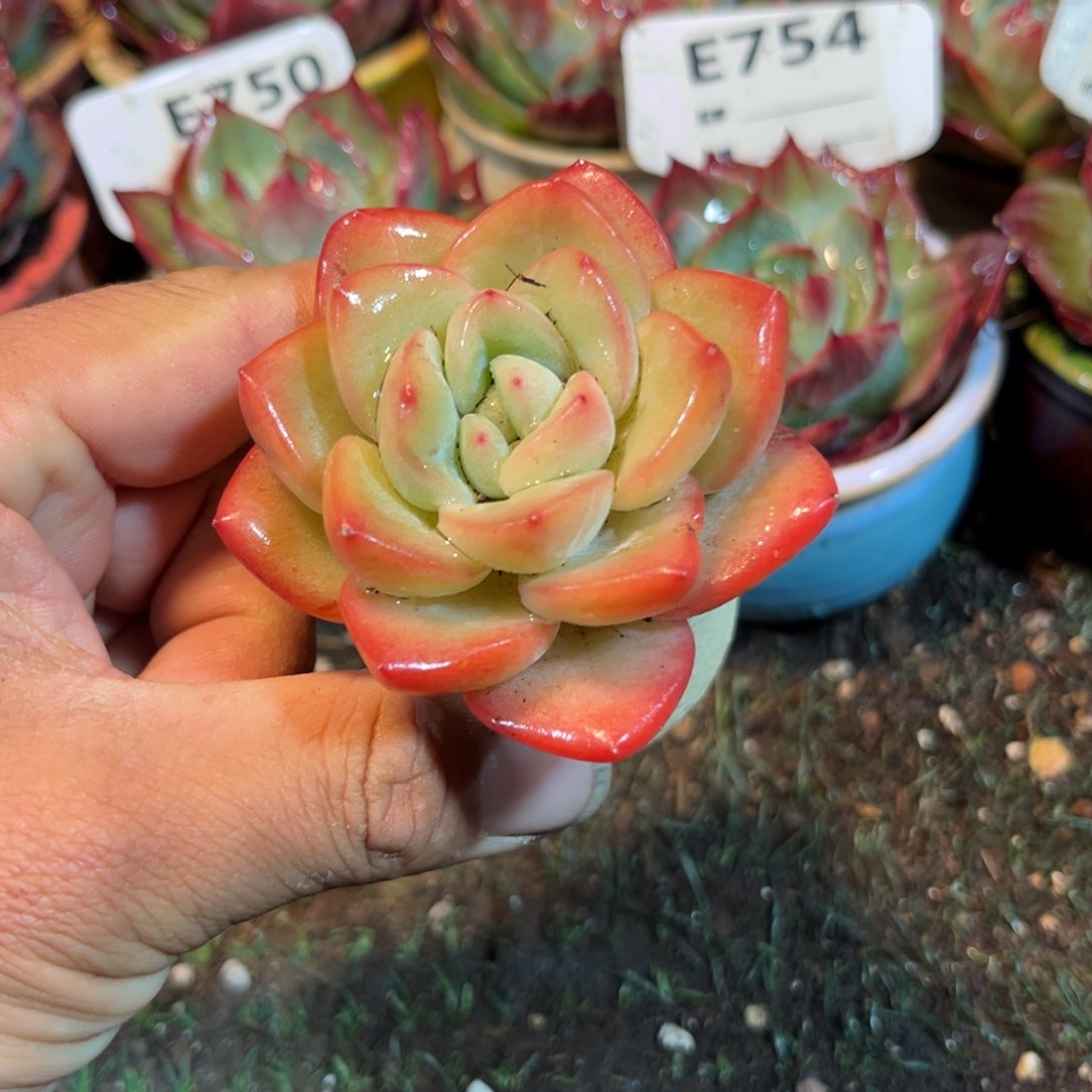 奶油泡芙多肉植物