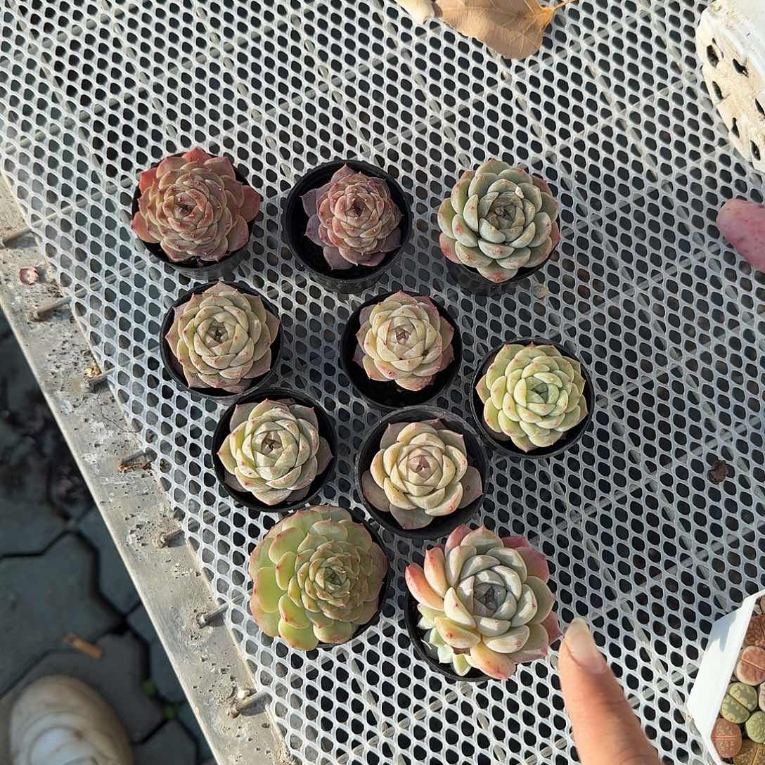 十棵多肉植物精品