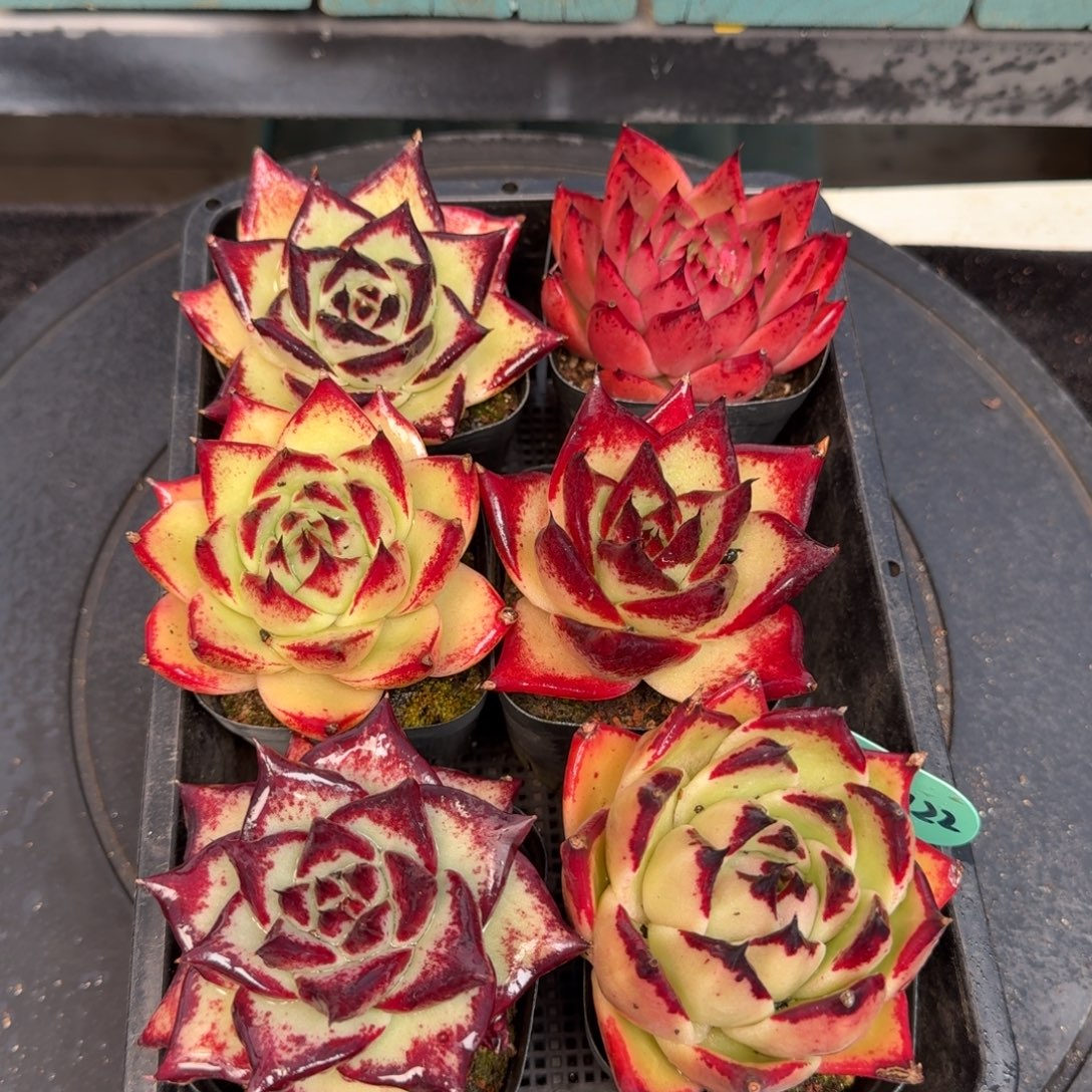 从前慢多肉精选编号0102.122