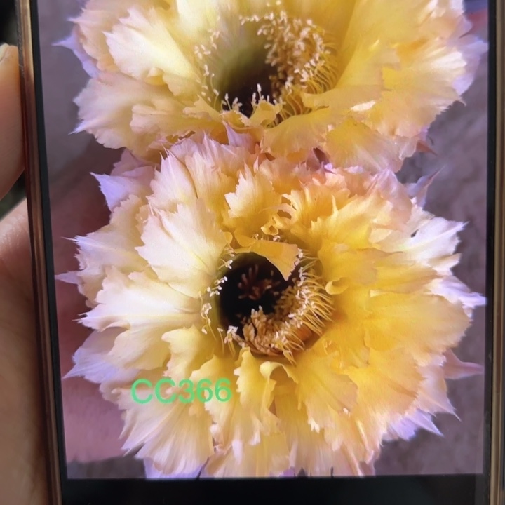 无花朵仙人球侧芽歪cc366