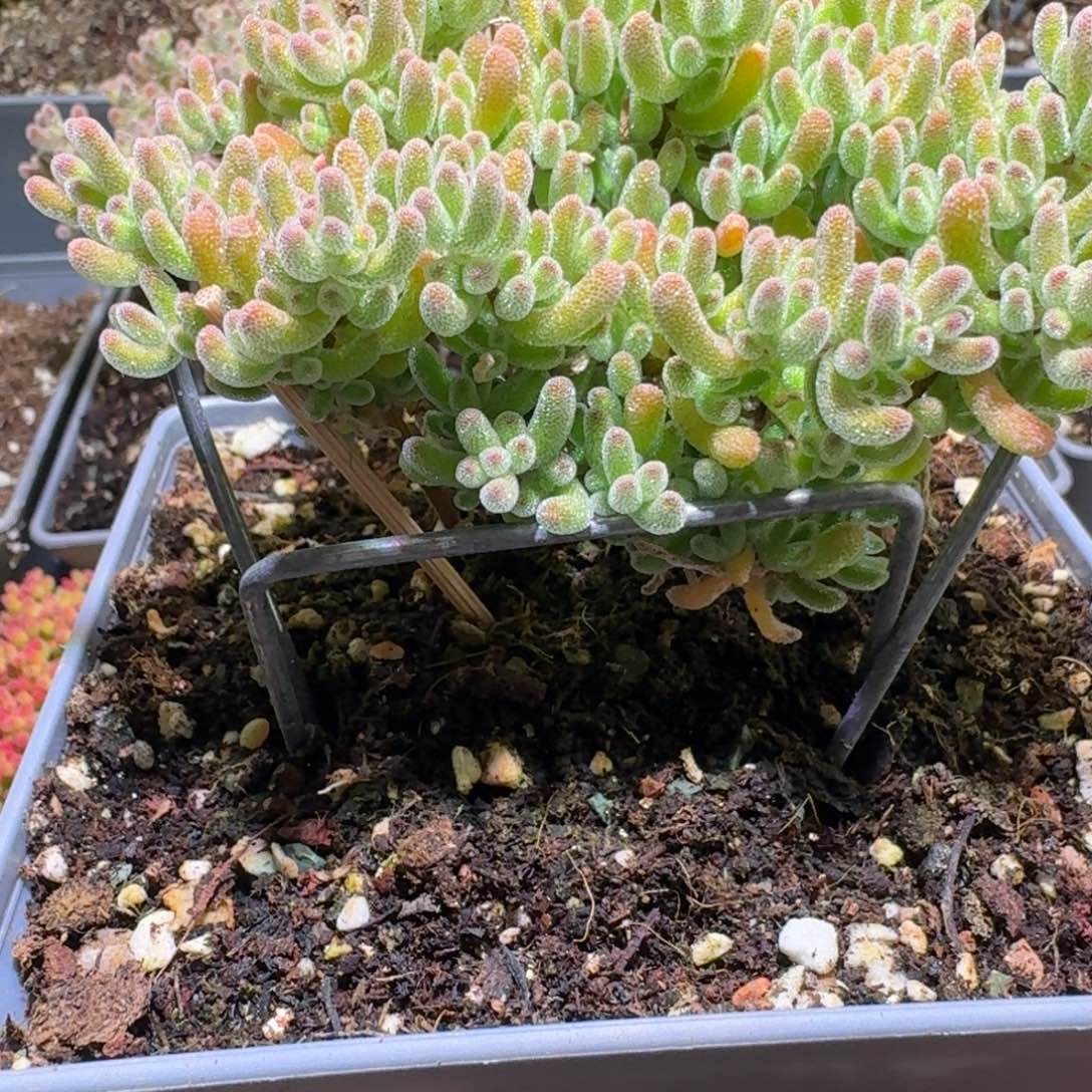 冰晶枝干番杏五彩162