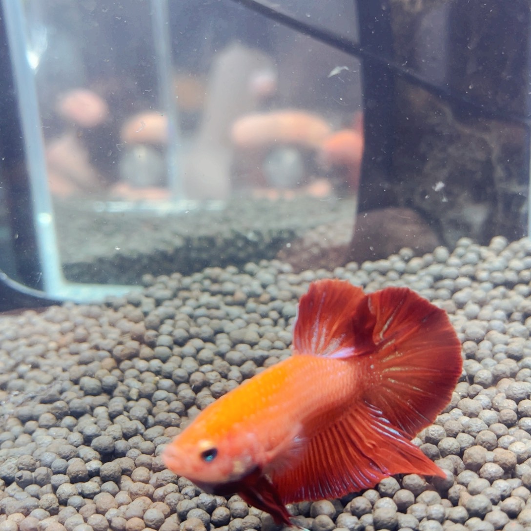 斗鱼呵呵呵呵呵呵呵呵科技