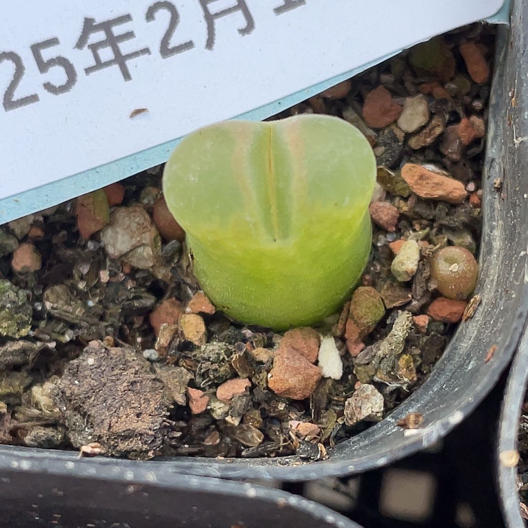 18-105风铃多肉植物