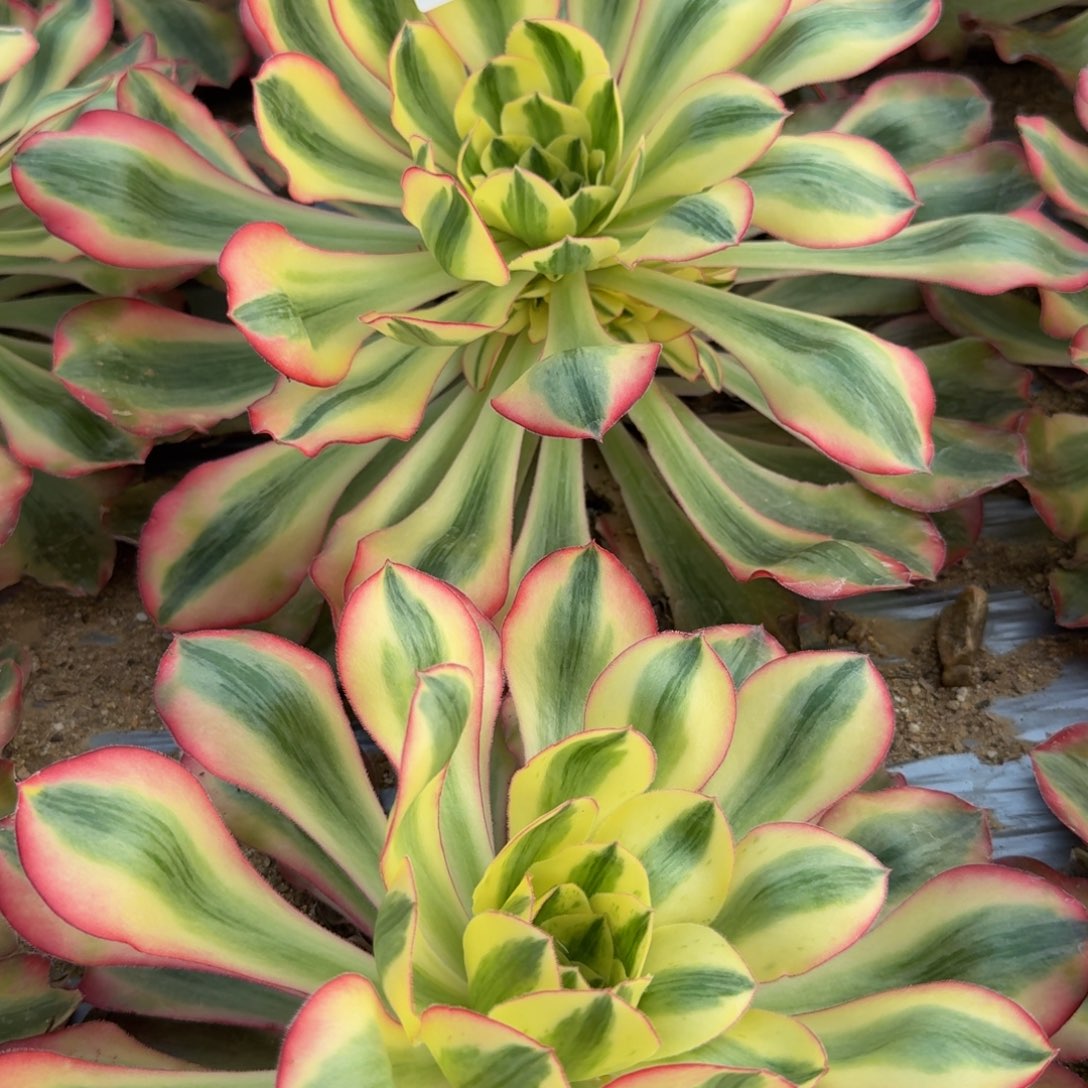 荷***田020爱丽丝。多肉植物