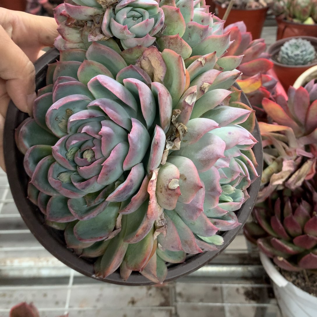 扬*侧影多肉植物群生