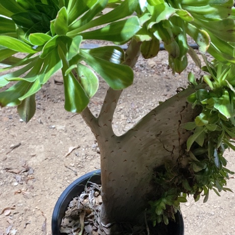 146碧螺春缀化法师多肉植物