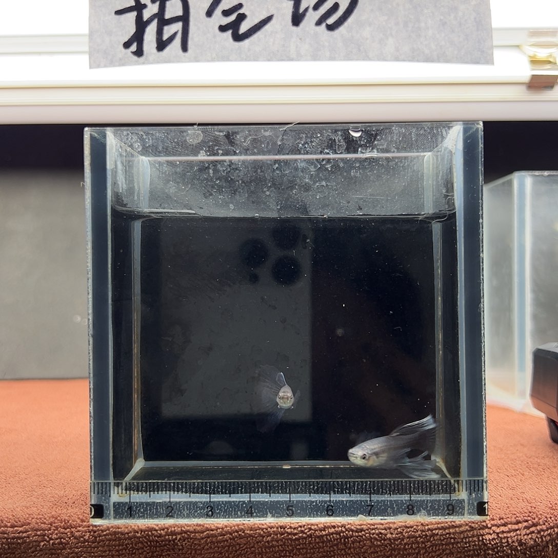 飞***翔孔雀鱼加热包运费8.8