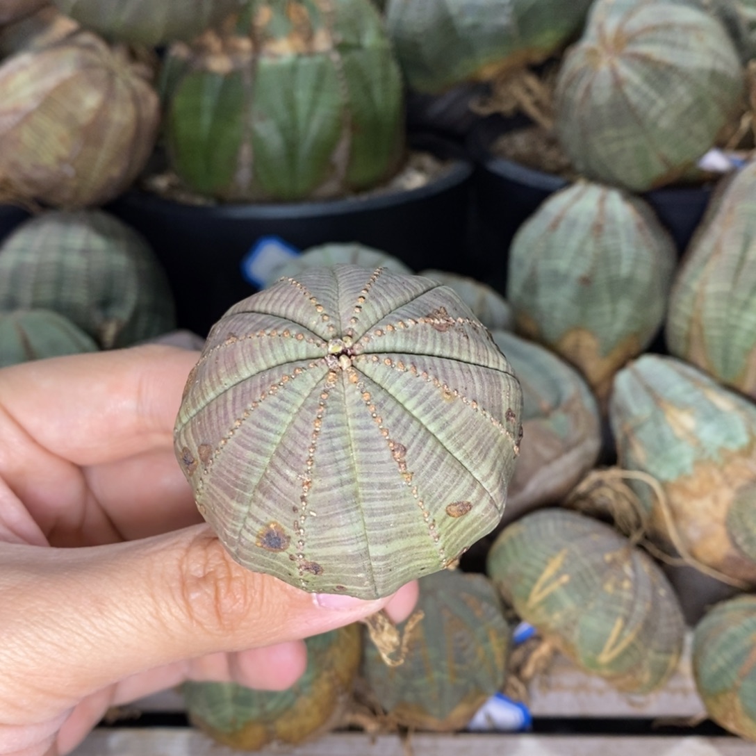 10 欧系实生布纹球多肉植物