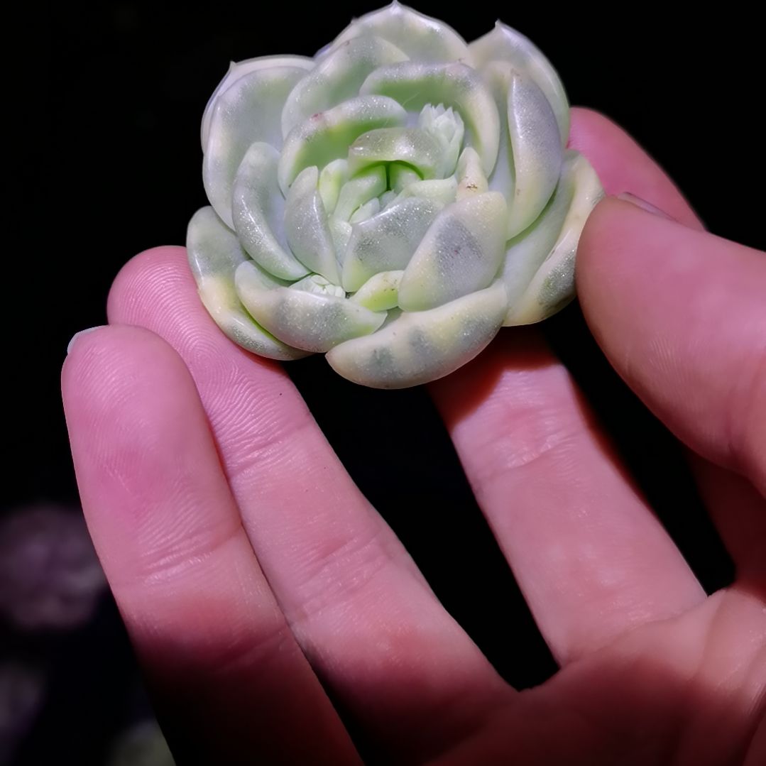 白玫瑰杂白覆轮主头头盖小包子