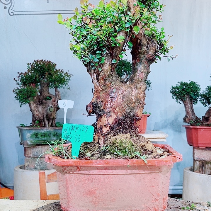 用***5完全开放盆景赤楠花