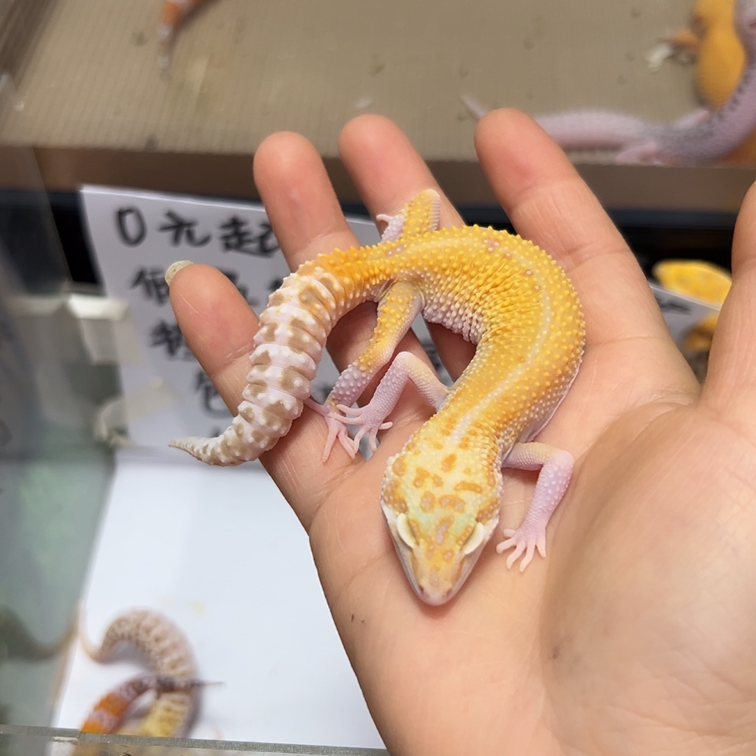 豹纹守宫豹纹守宫