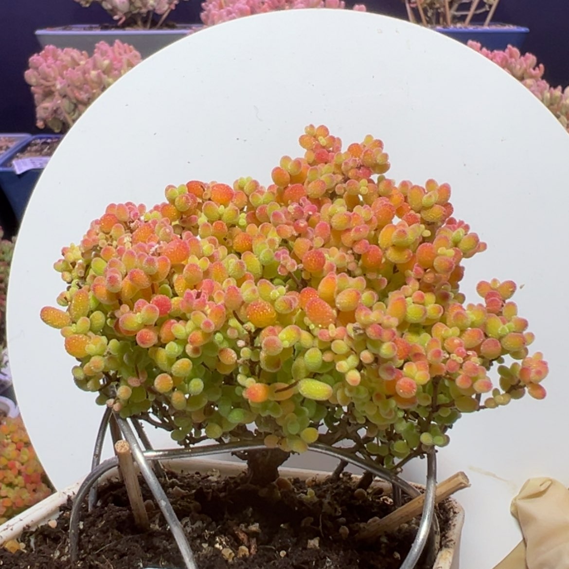 【闪购商品】d437蜜橘糖球冠幅8cm