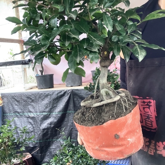 无花朵算盘血红。  