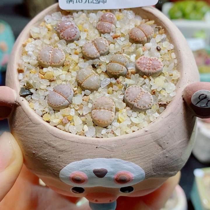 生石花花花花花花花花351