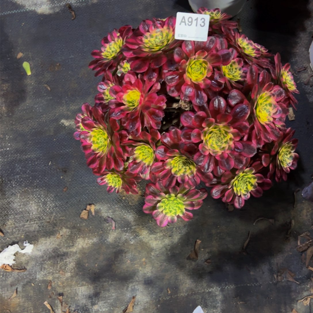 无天姬多肉值物913